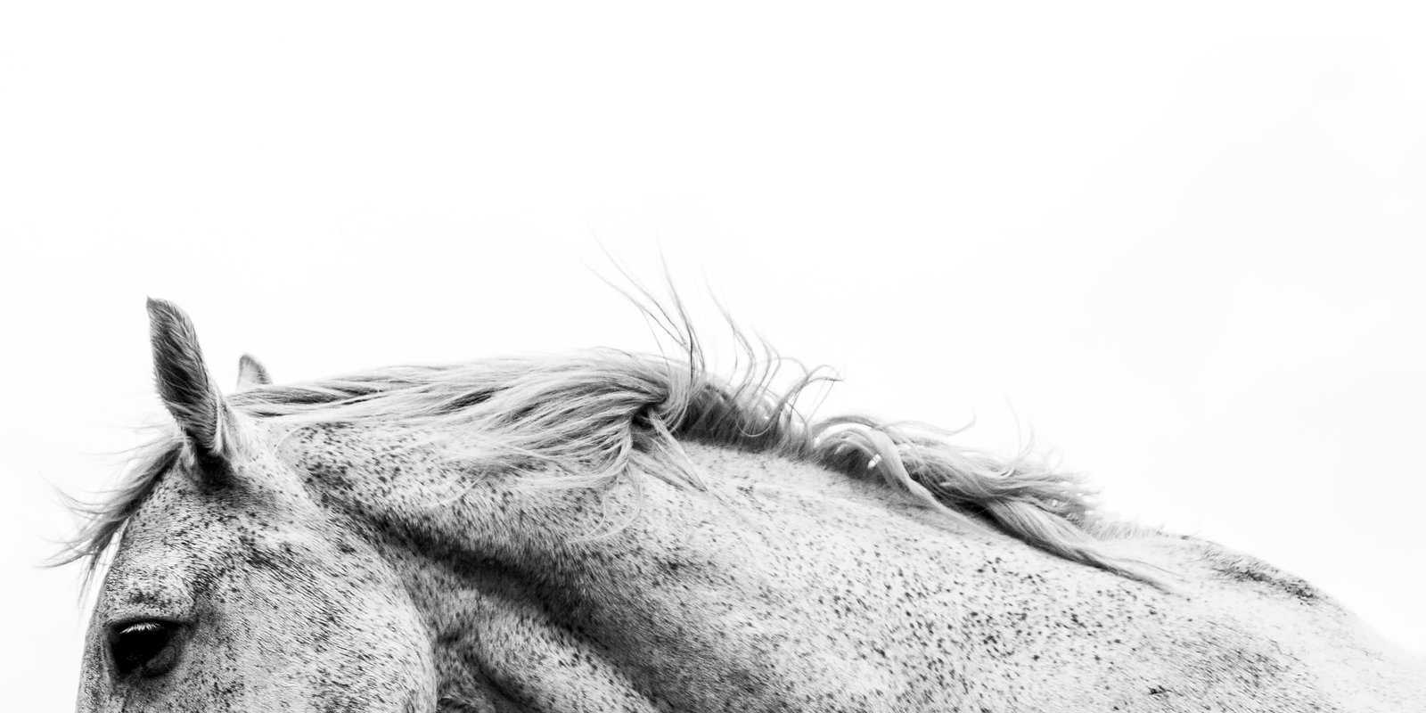 Equestrian professional with horse