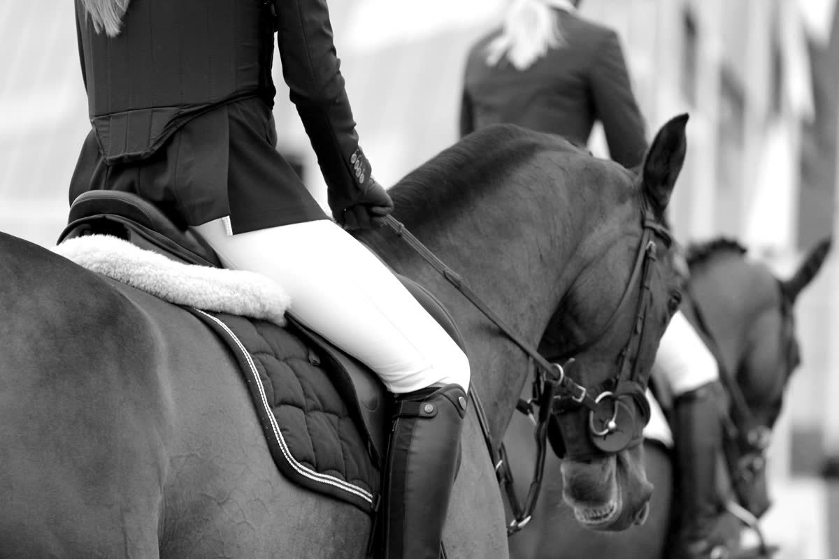 Competition horse and rider