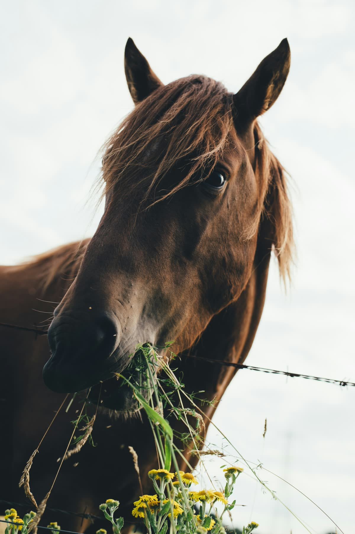 Horse selecting herbs and plants